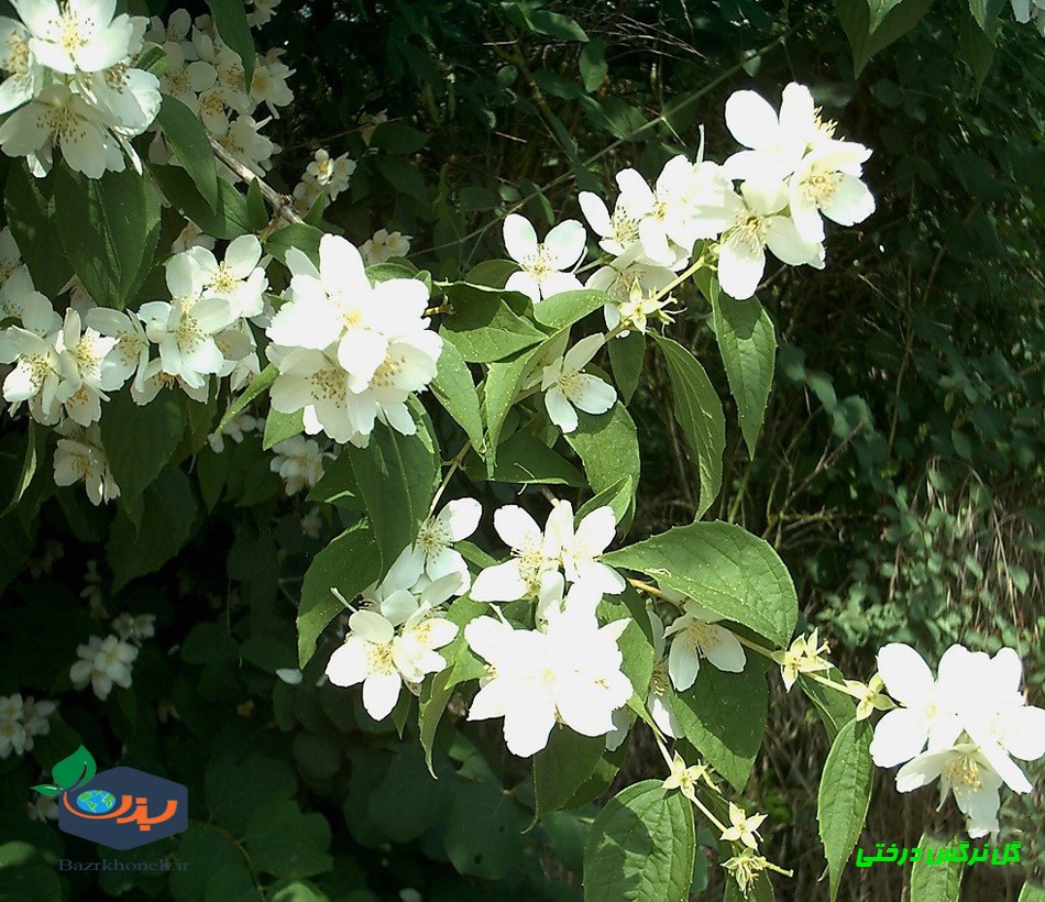 بذر اورجینال نرگس درختی-Sweet mock orange