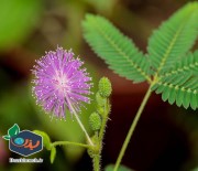 بذر گل زیبای قهر و آشتی Mimosa Pudica